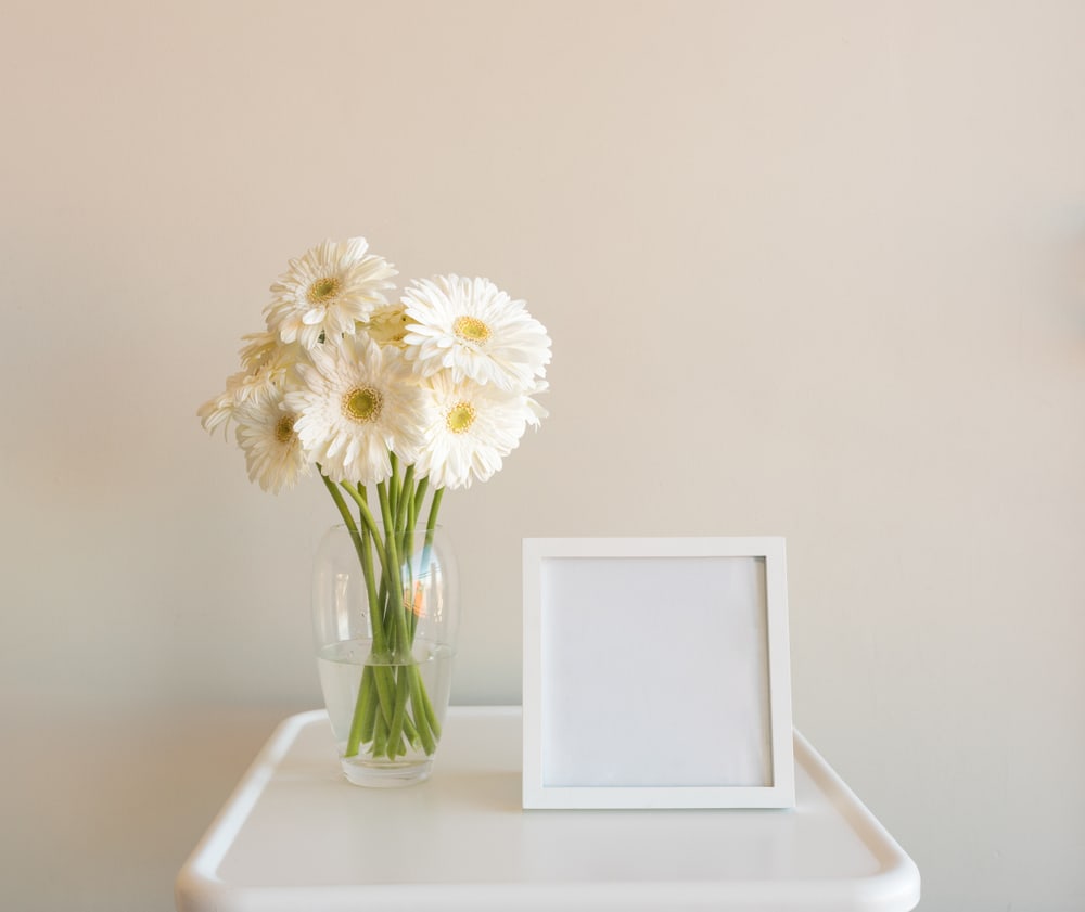 Gerbera Daisies